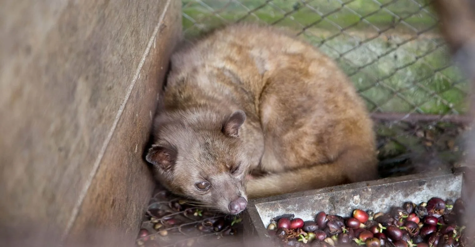 Cafe luwak maltraitance