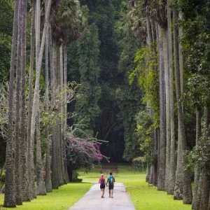jardin botanique Kandy