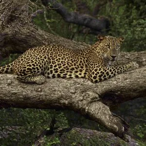 Leopard à Yala