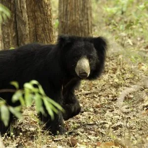 Ours à Yala