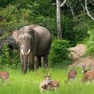 Safari à Udawalawe